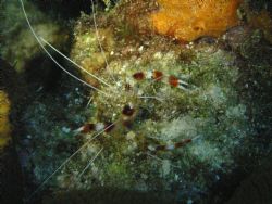 Bonaire, banded shrimp by Theresa Akerman-Ihle 